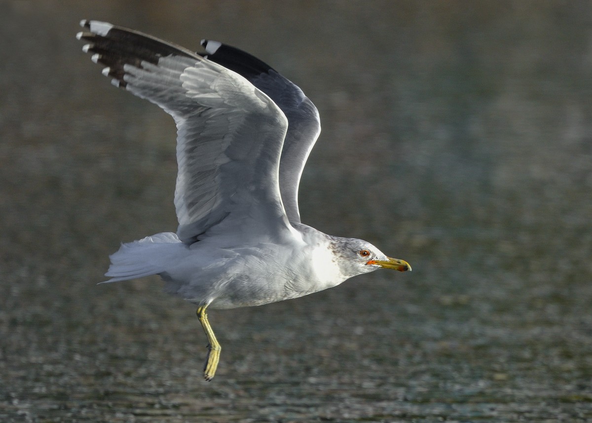 California Gull - ML195518371