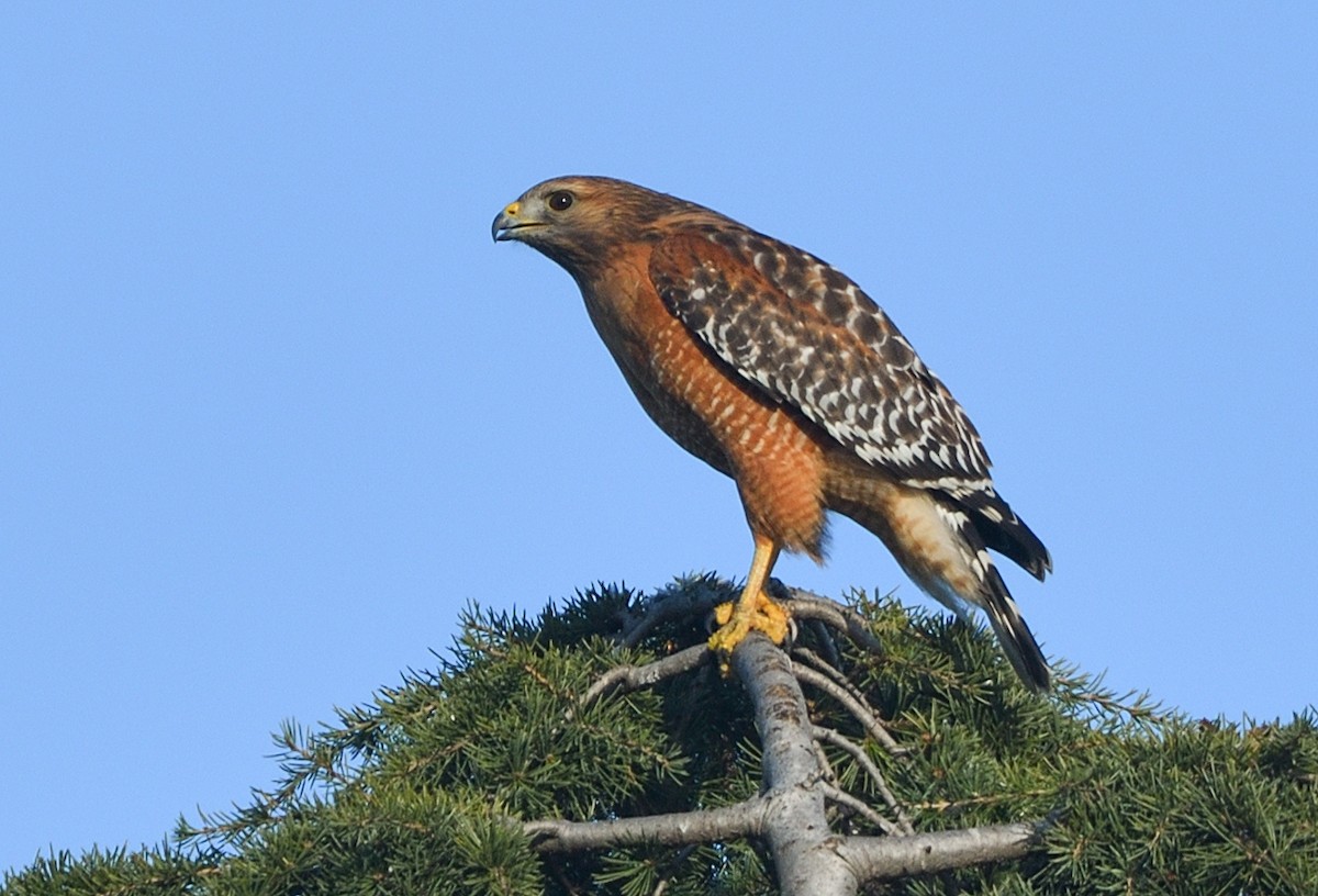Red-shouldered Hawk - Jerry Ting