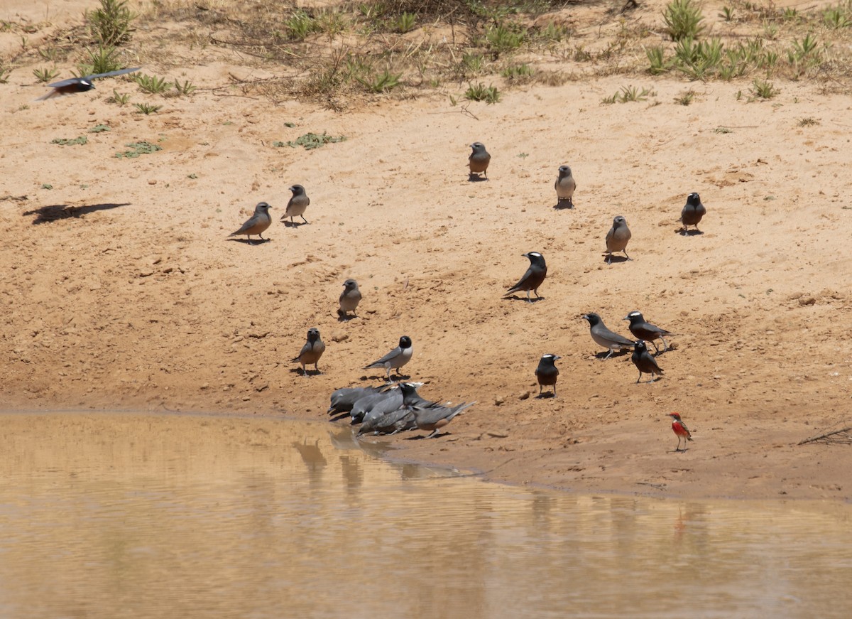 White-browed Woodswallow - ML195518821