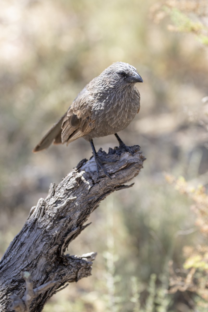 Apostlebird - ML195519041