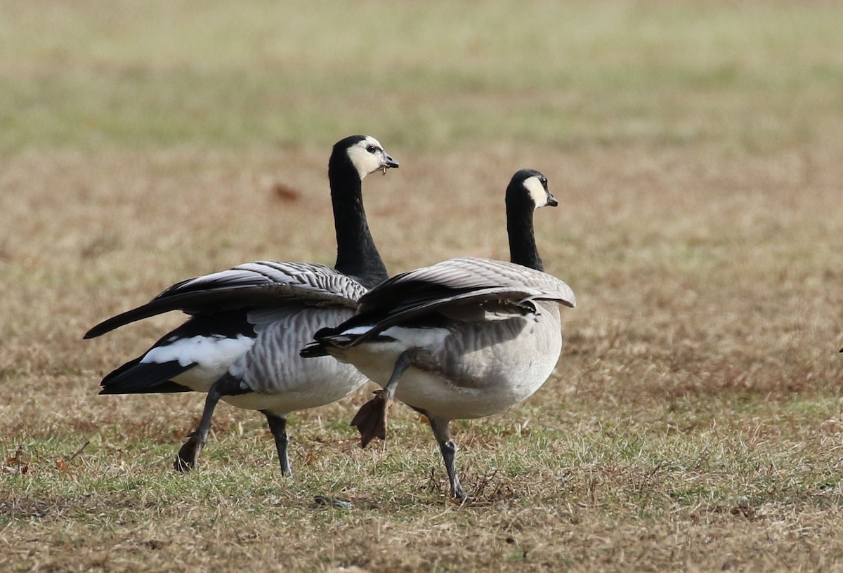 Barnacle Goose - ML195519091