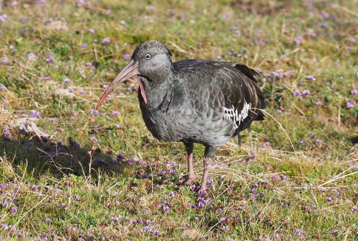 Ibis Carunculado - ML195519301