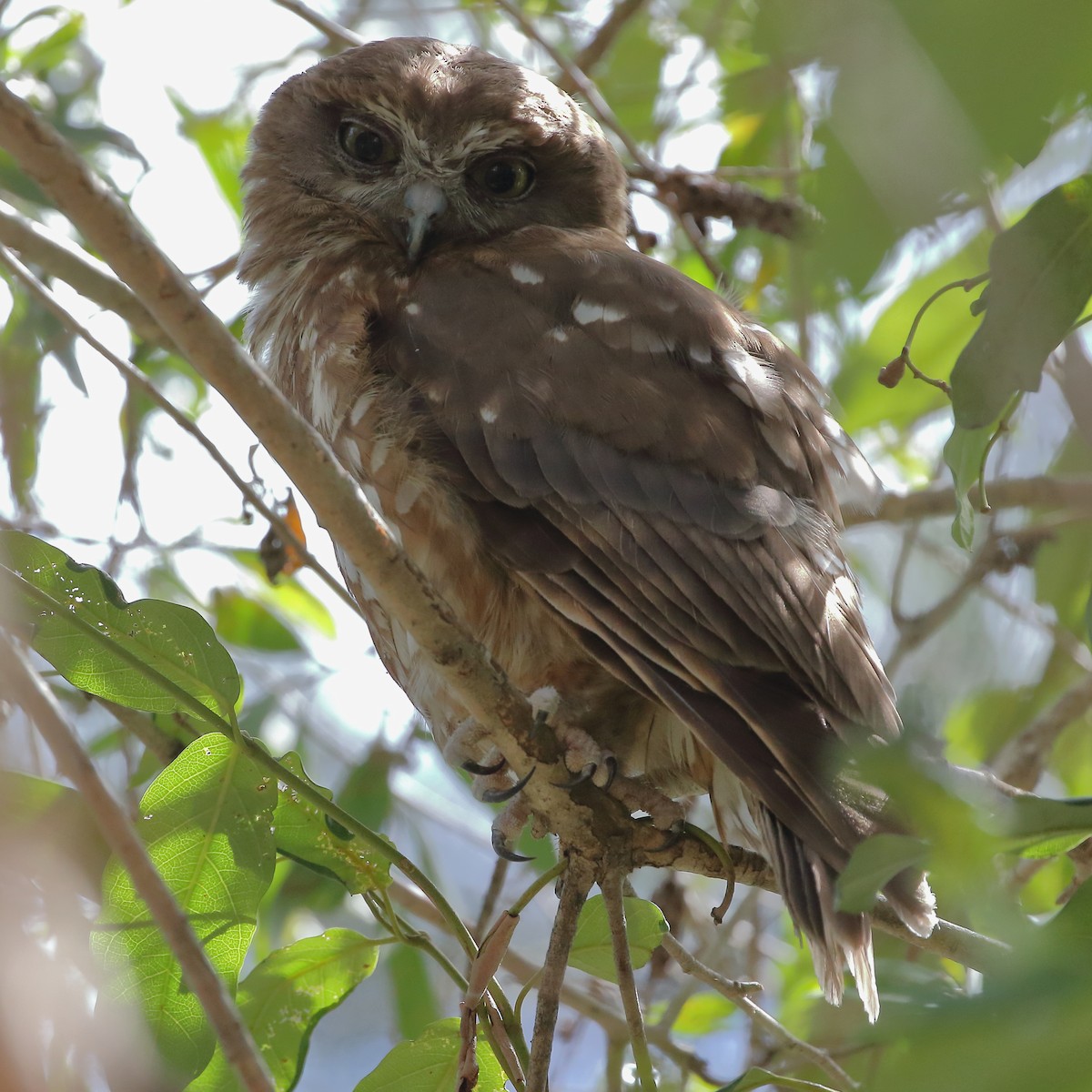 Southern Boobook - Pablo Silber