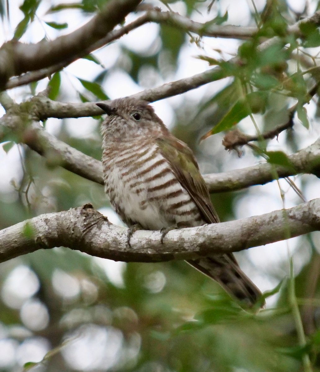 Shining Bronze-Cuckoo - ML195522401