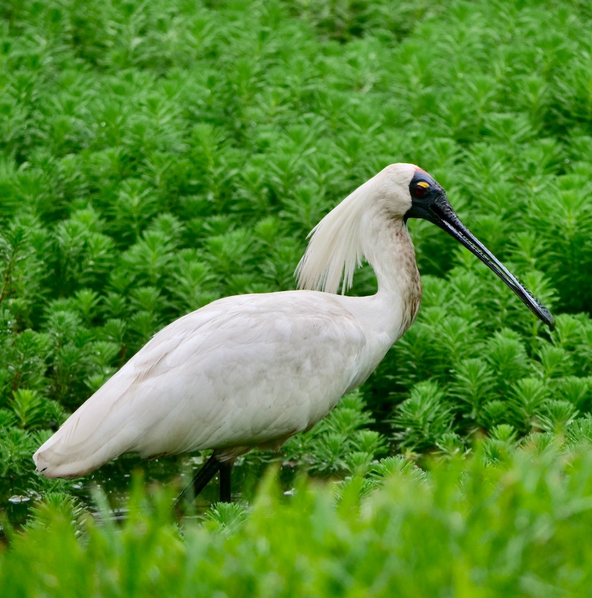 Royal Spoonbill - ML195522511