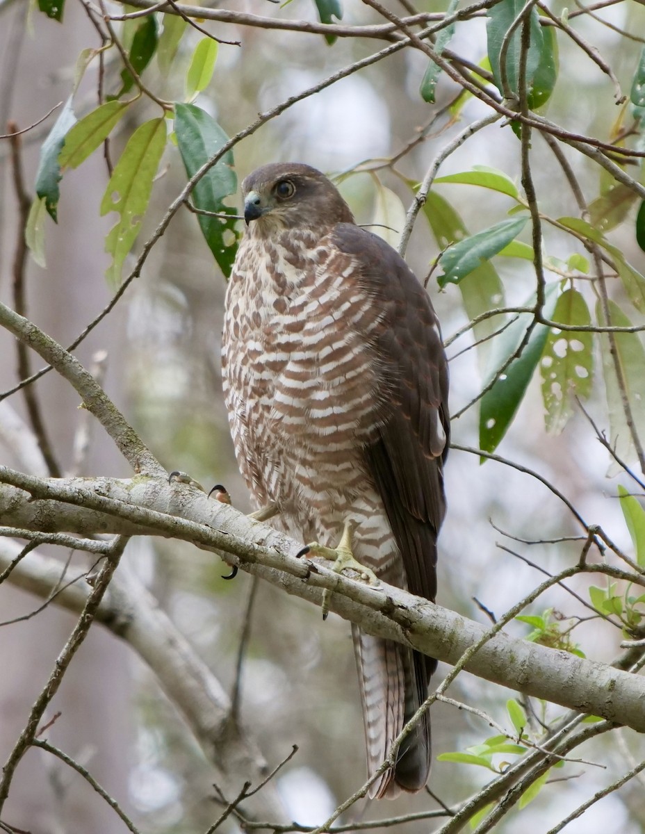 Collared Sparrowhawk - ML195522581