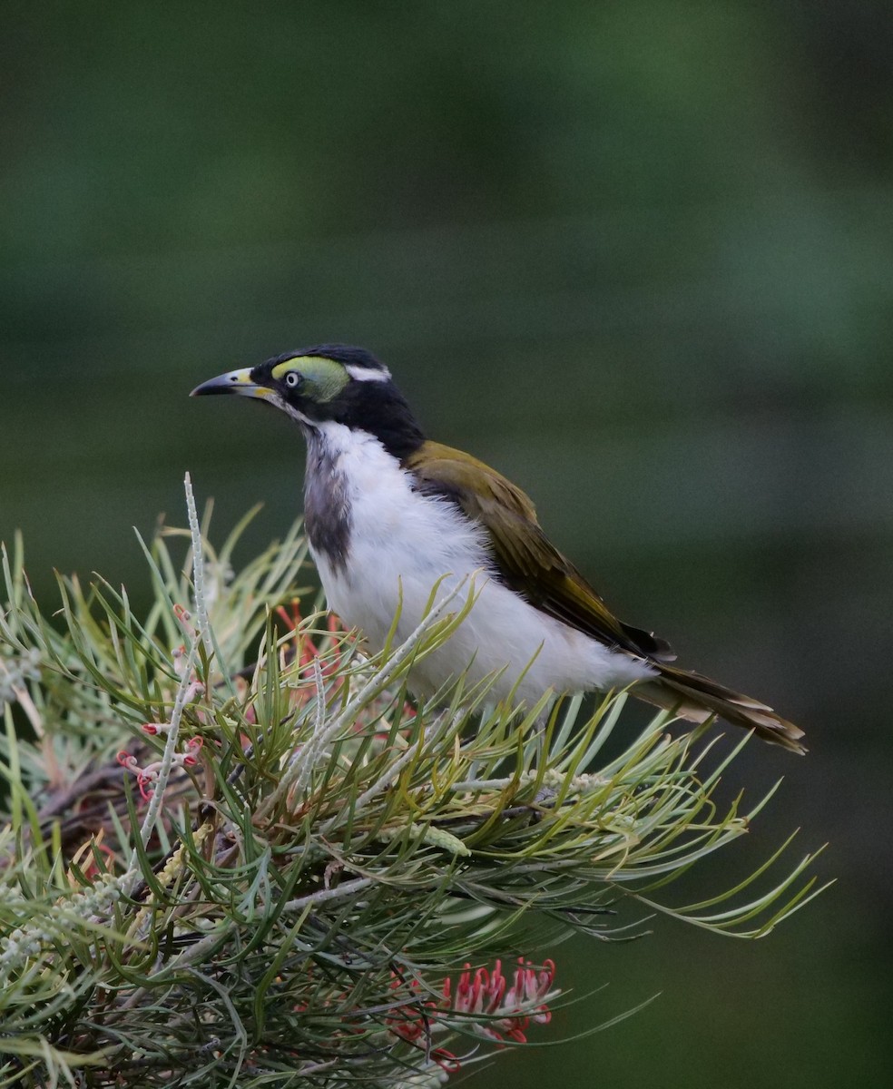 Blue-faced Honeyeater - ML195522631