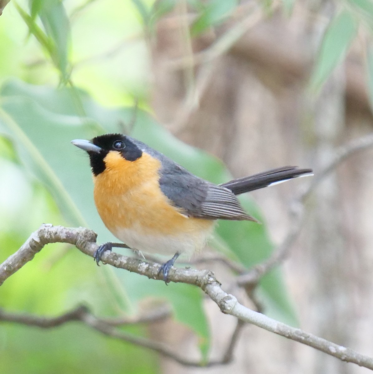 Spectacled Monarch - ML195522681