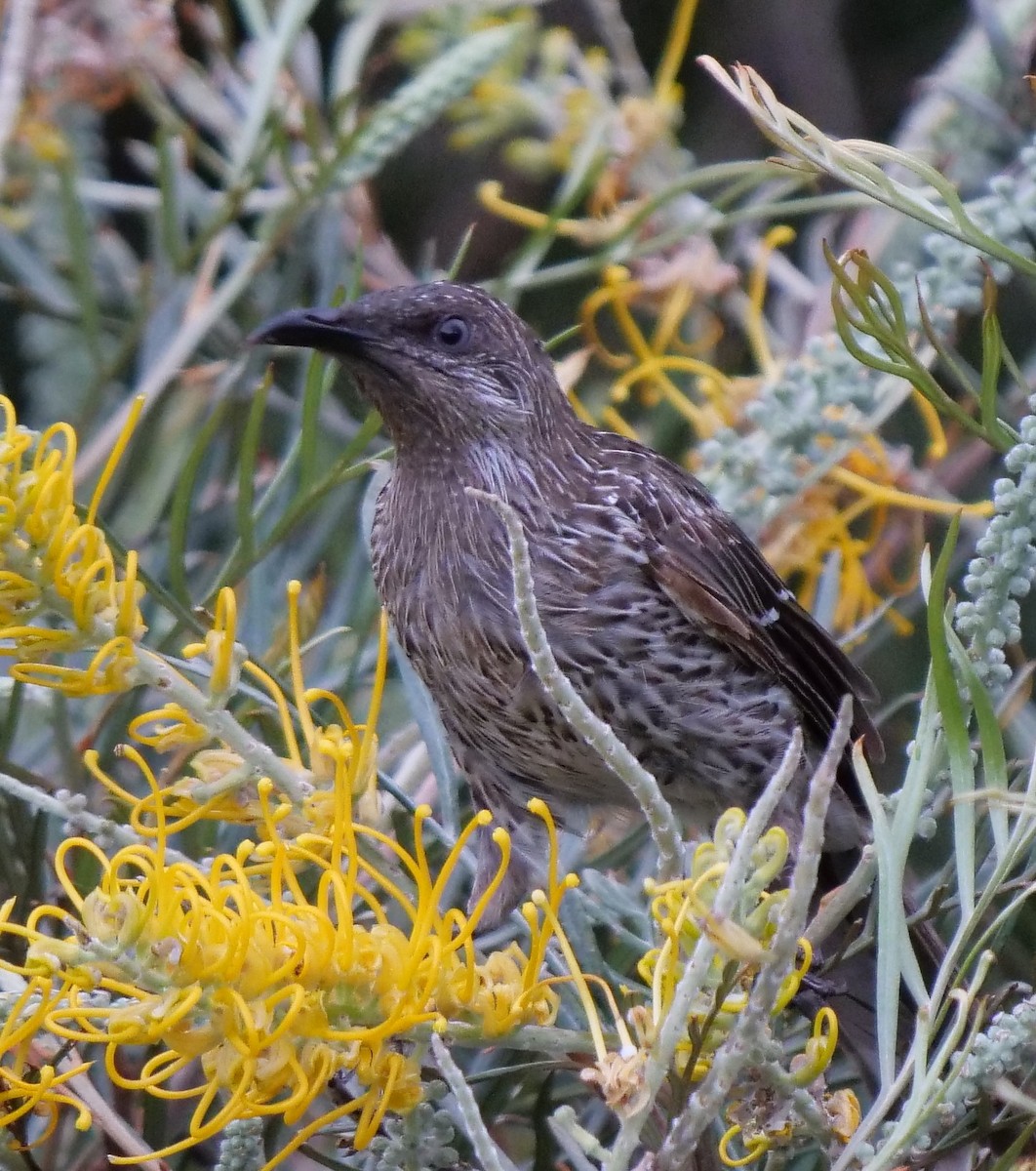 Little Wattlebird - ML195522831