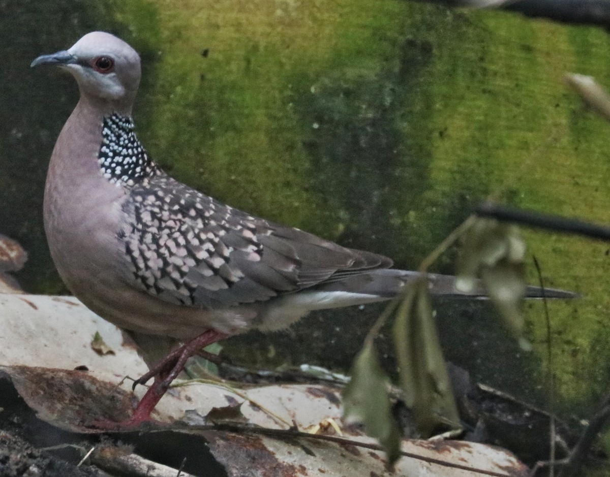 Spotted Dove - ML195523251