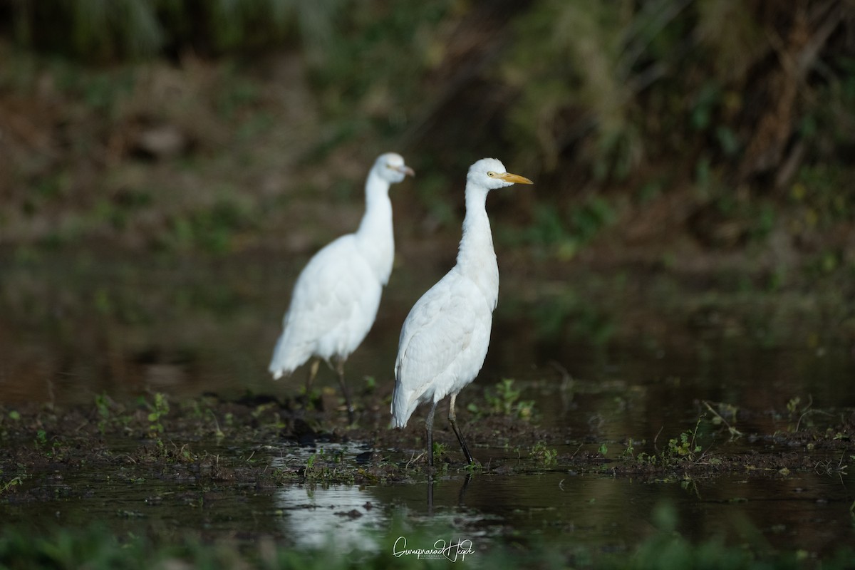 Little Egret - ML195523881