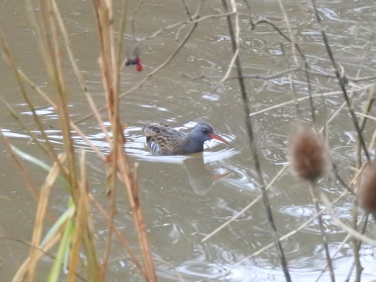 Water Rail - ML195525001