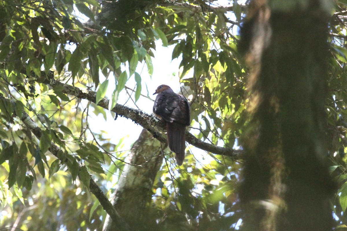 Buru Mountain-Pigeon - ML195526441