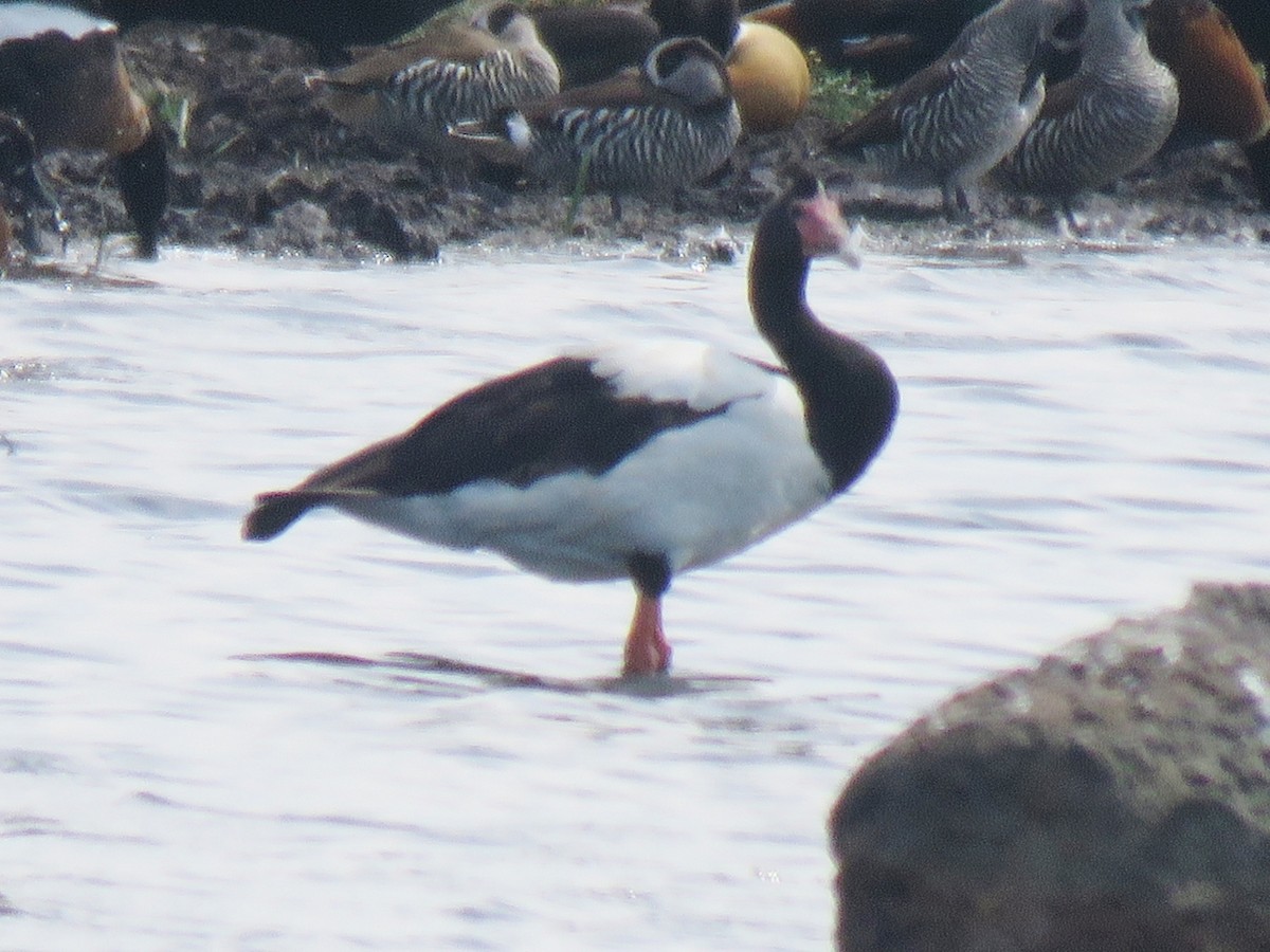 Magpie Goose - ML195526621