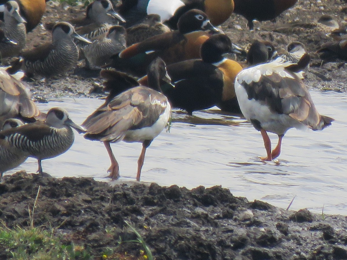 Magpie Goose - ML195526631