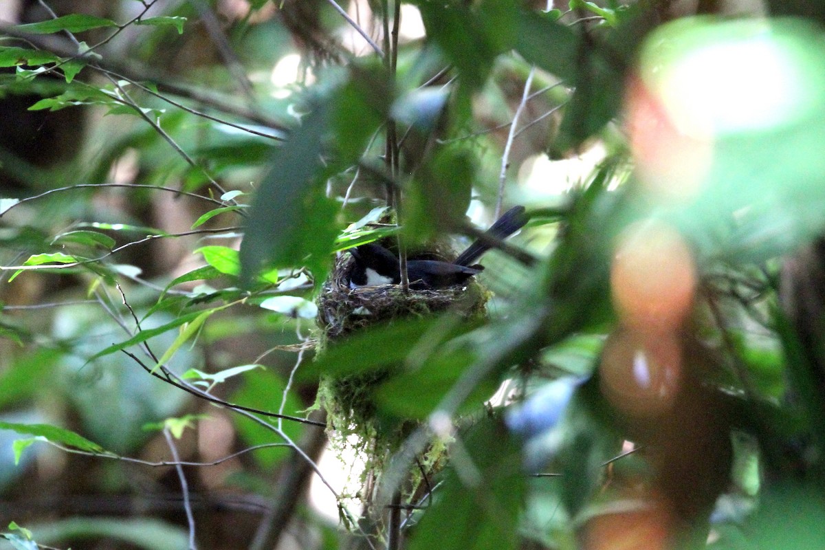 Black-tipped Monarch - ML195527031