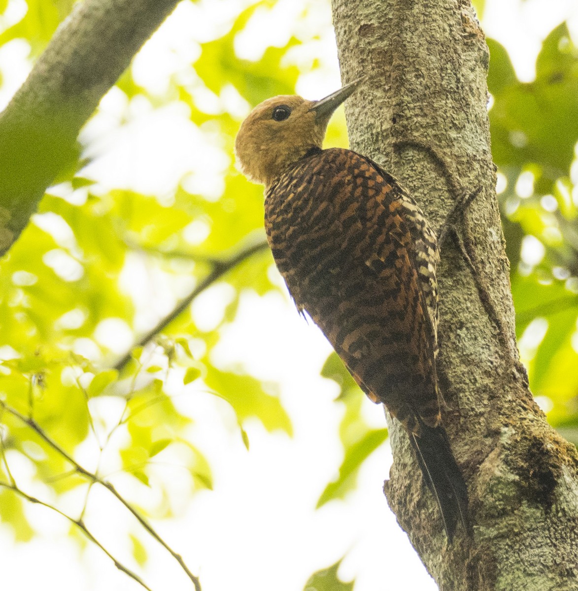 Ringed Woodpecker - ML195527041