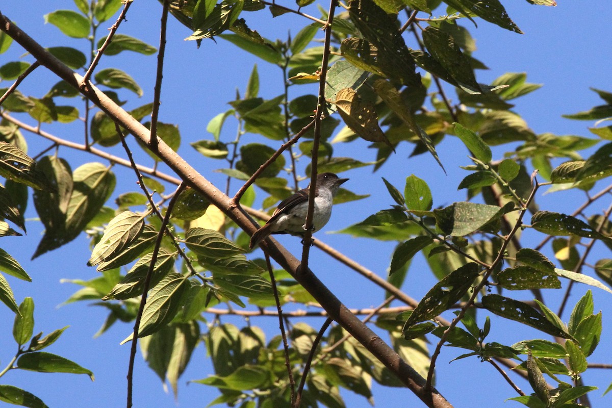 Buru Jungle Flycatcher - ML195527541