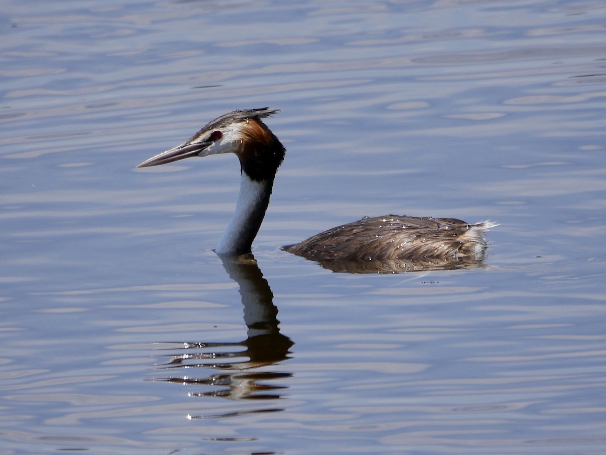 Great Crested Grebe - ML195527641