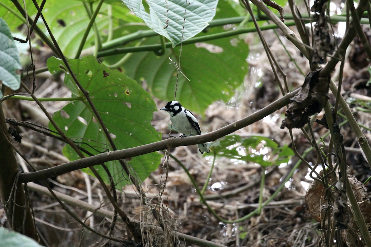 White-naped Monarch - ML195527771