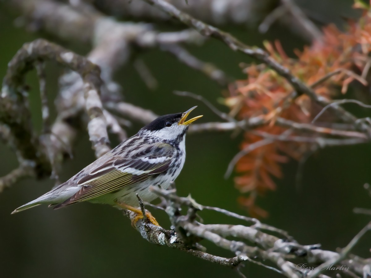 Blackpoll Warbler - ML195527951