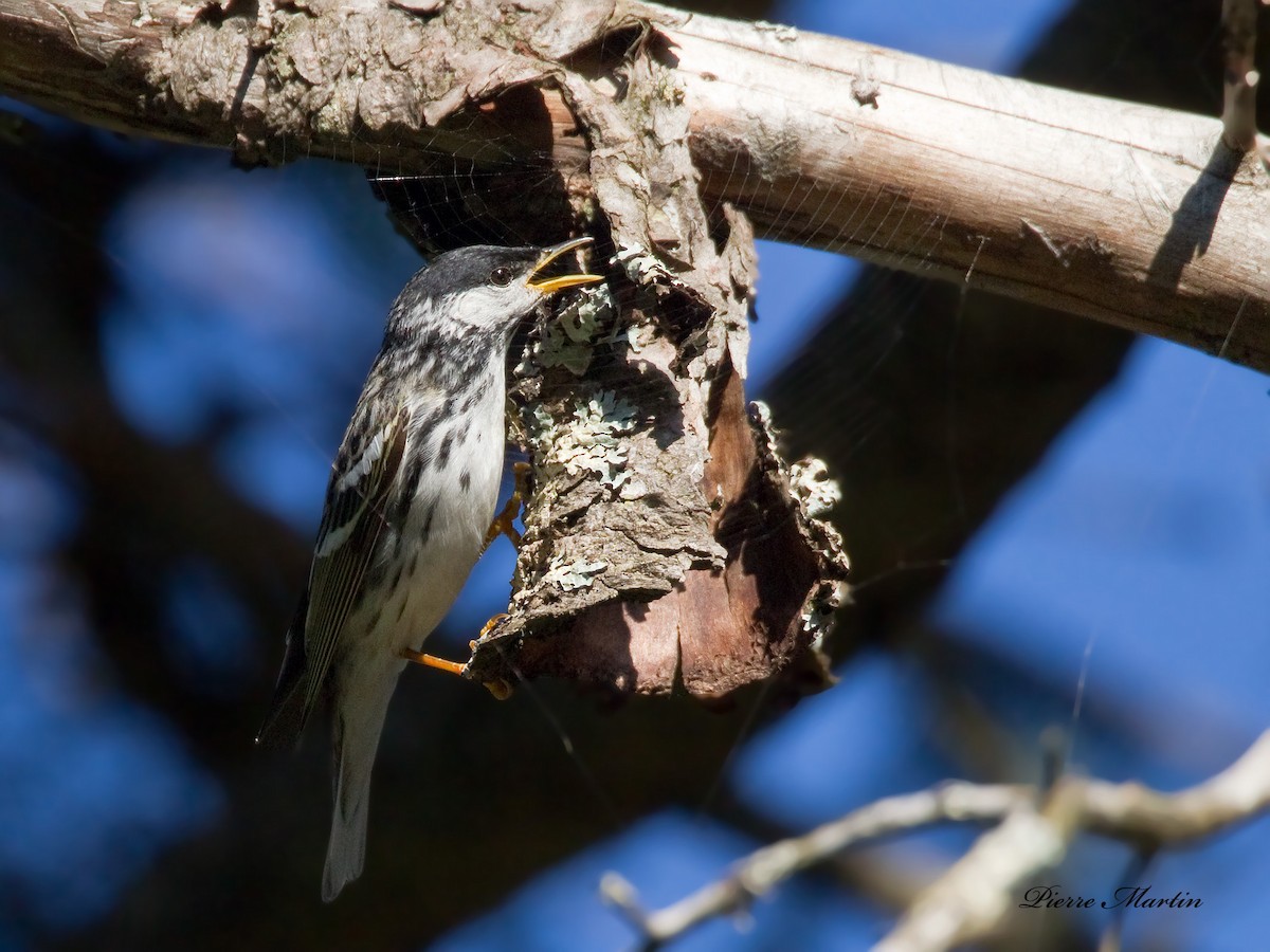 Blackpoll Warbler - ML195527961