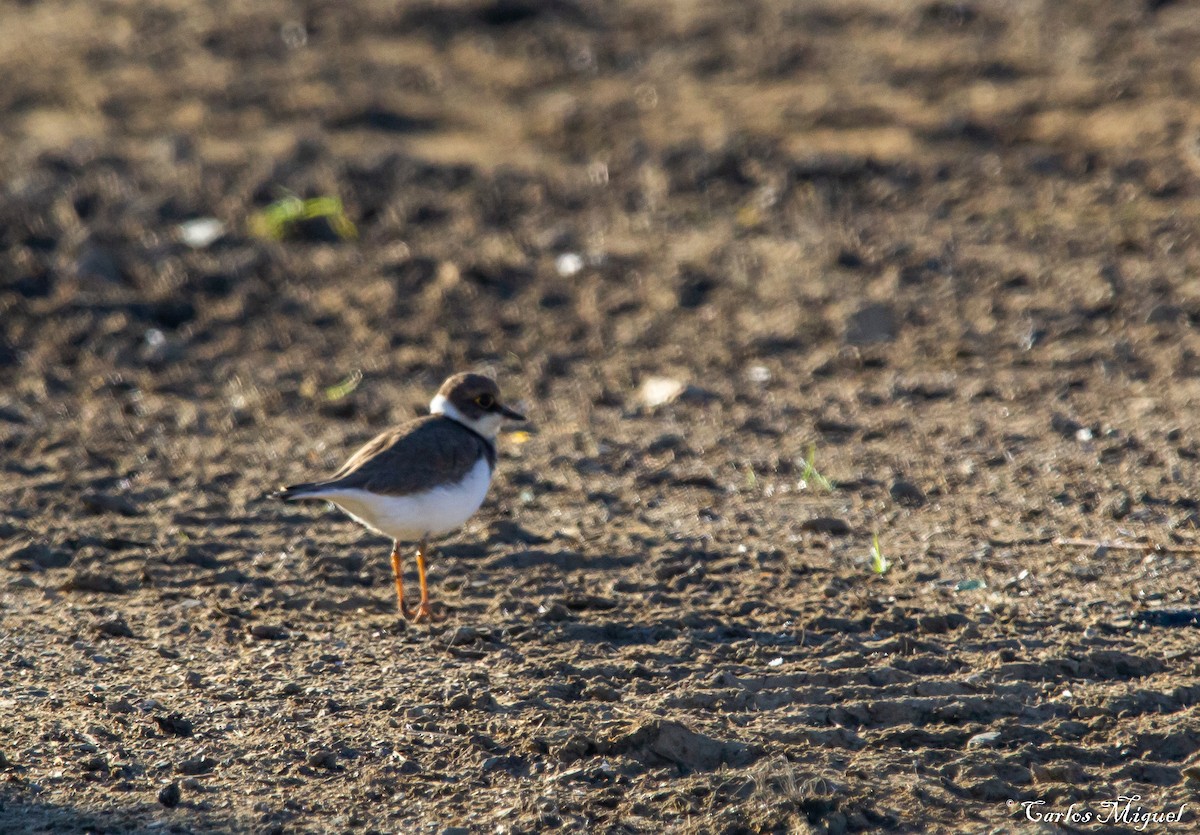 Little Ringed Plover - Carlos Miguel