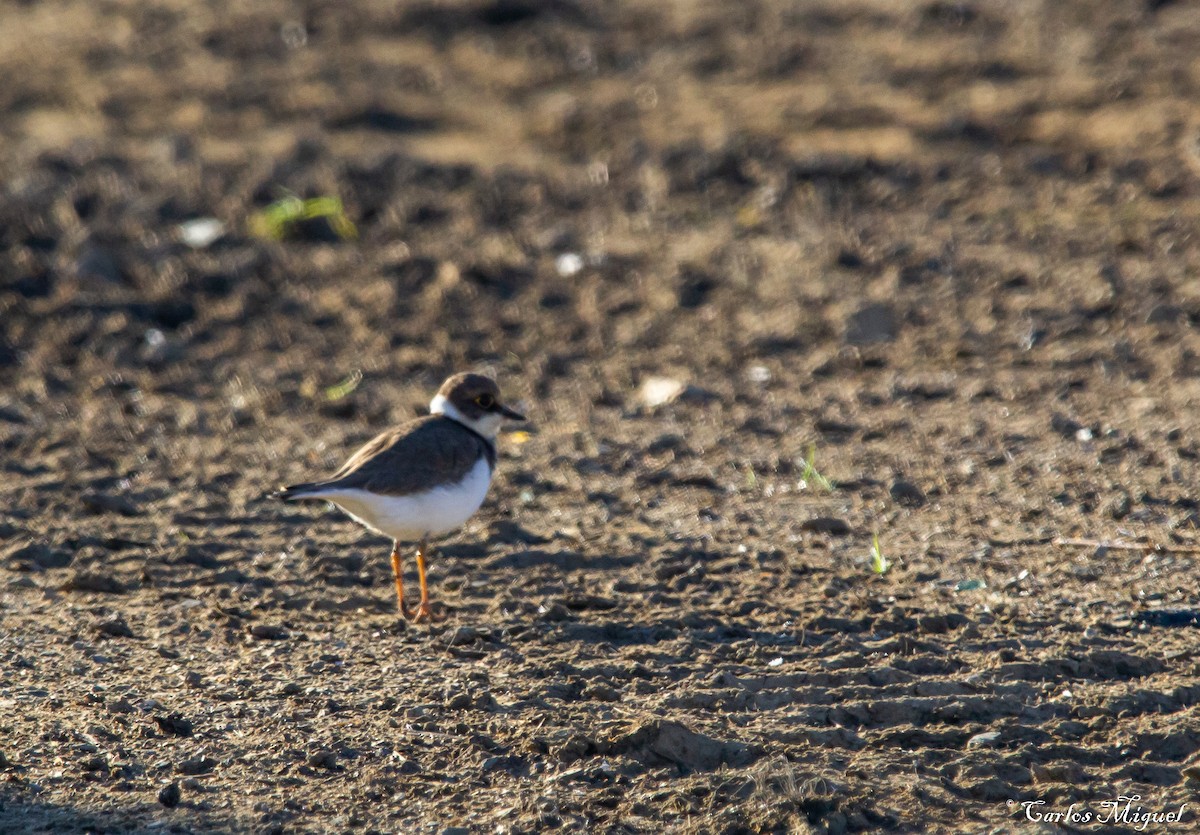 Little Ringed Plover - ML195530221