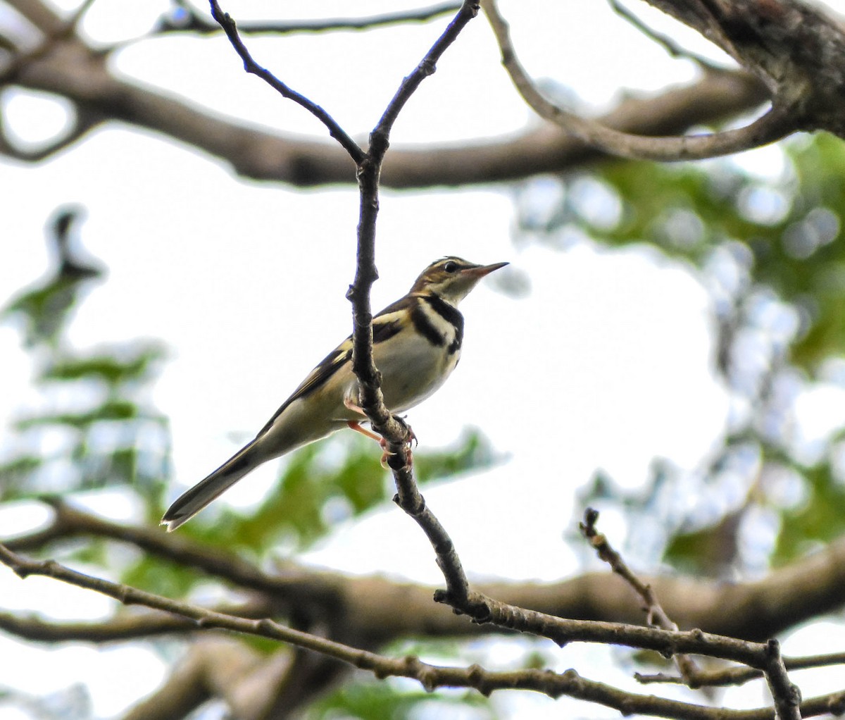 Forest Wagtail - Shikra Myna