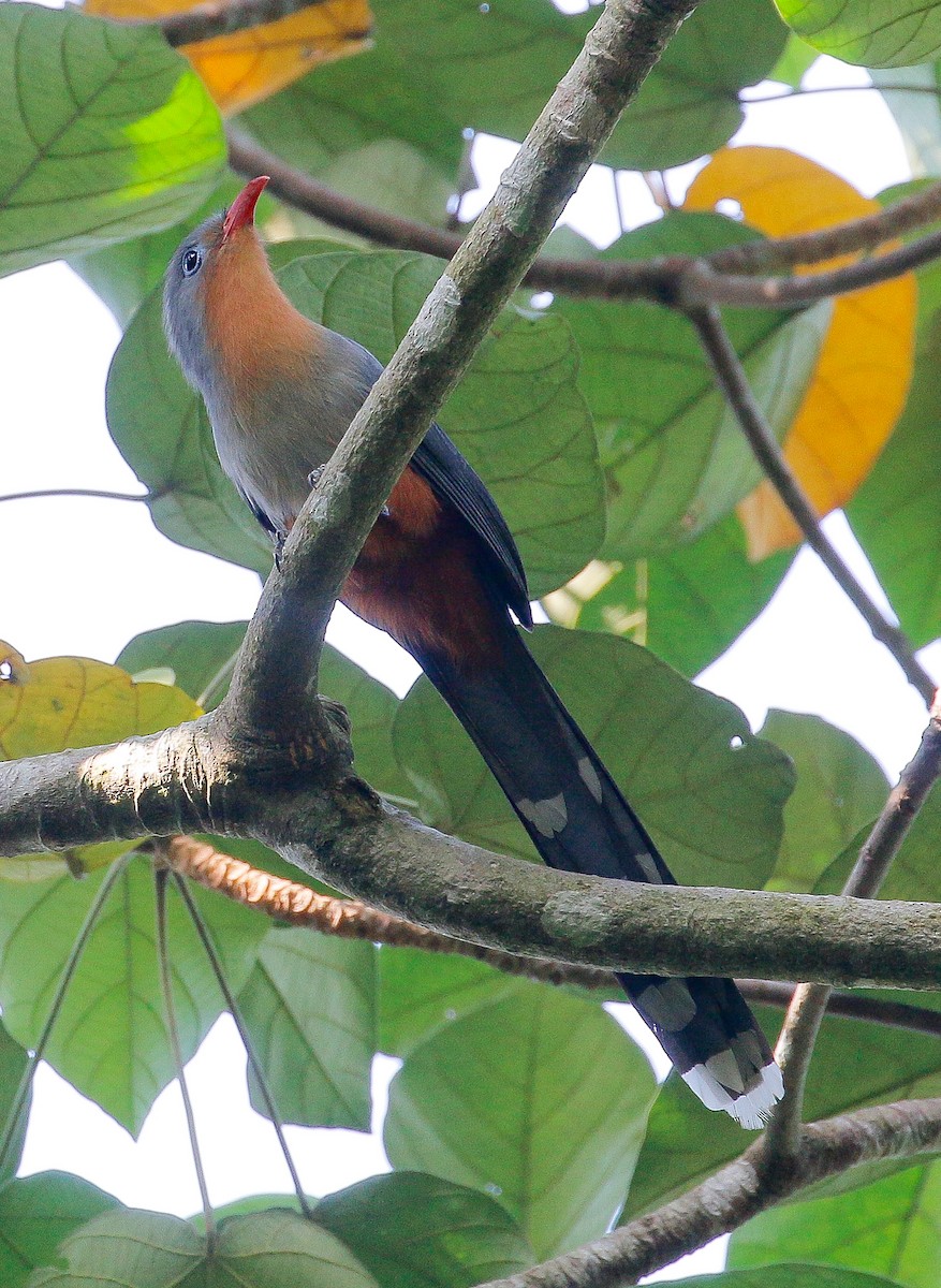 rødnebbmalkoha - ML195532561