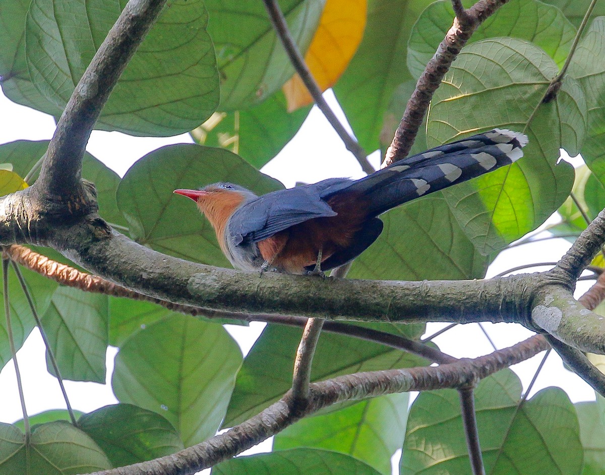 Red-billed Malkoha - ML195532571