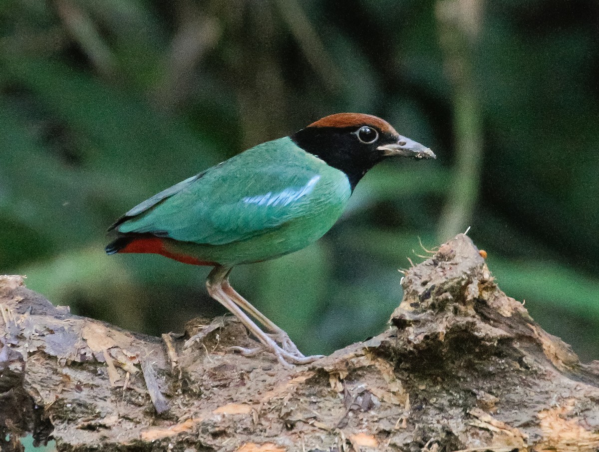Western Hooded Pitta - Neoh Hor Kee