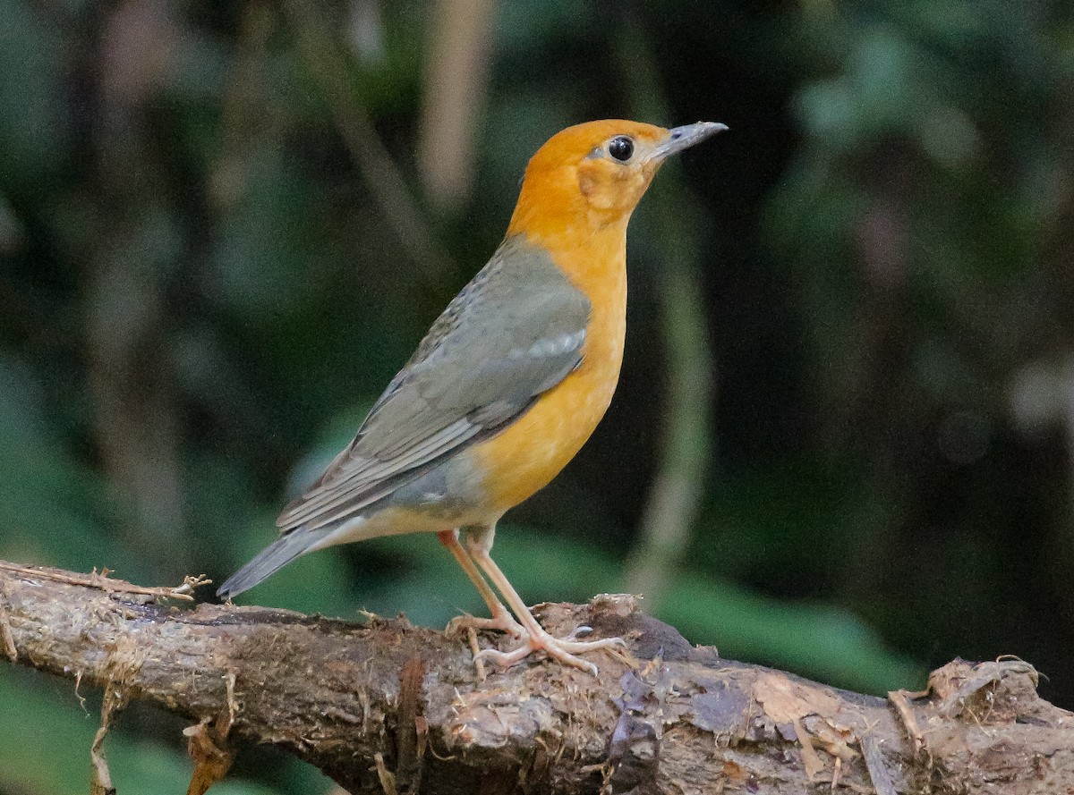 Orange-headed Thrush - ML195532771