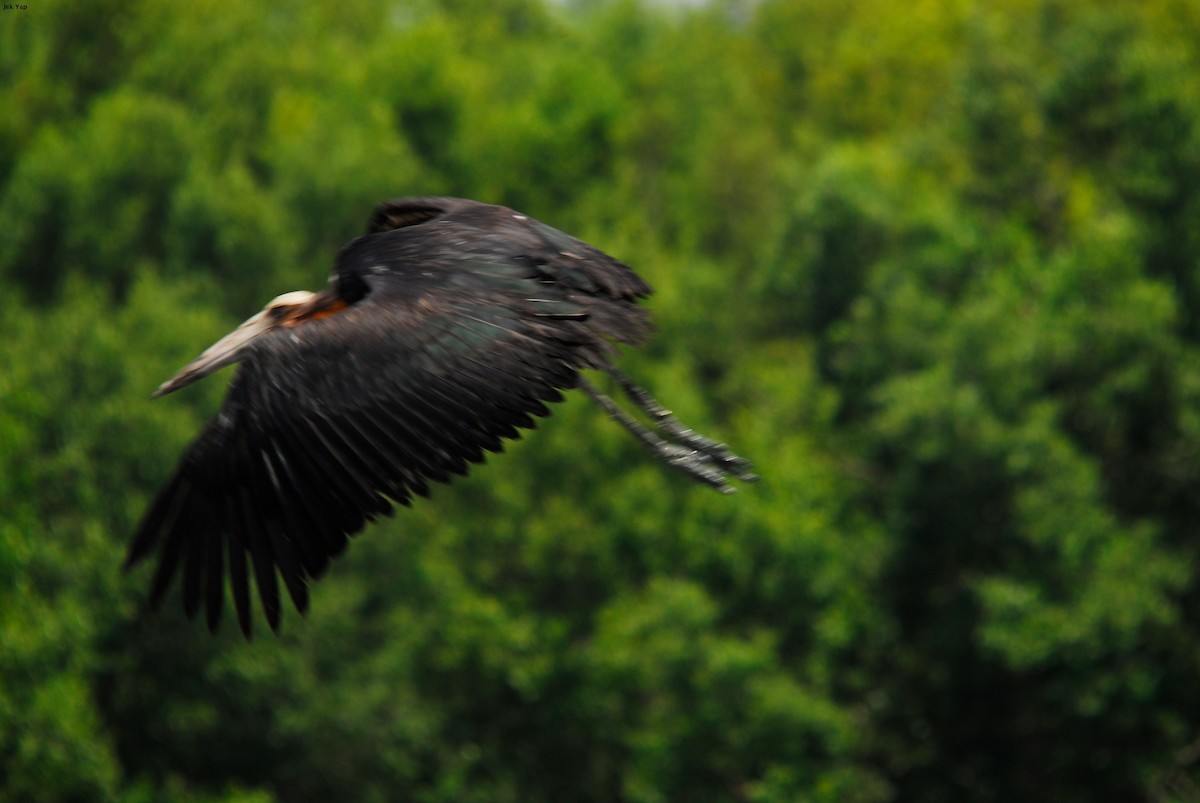 Lesser Adjutant - ML195533611