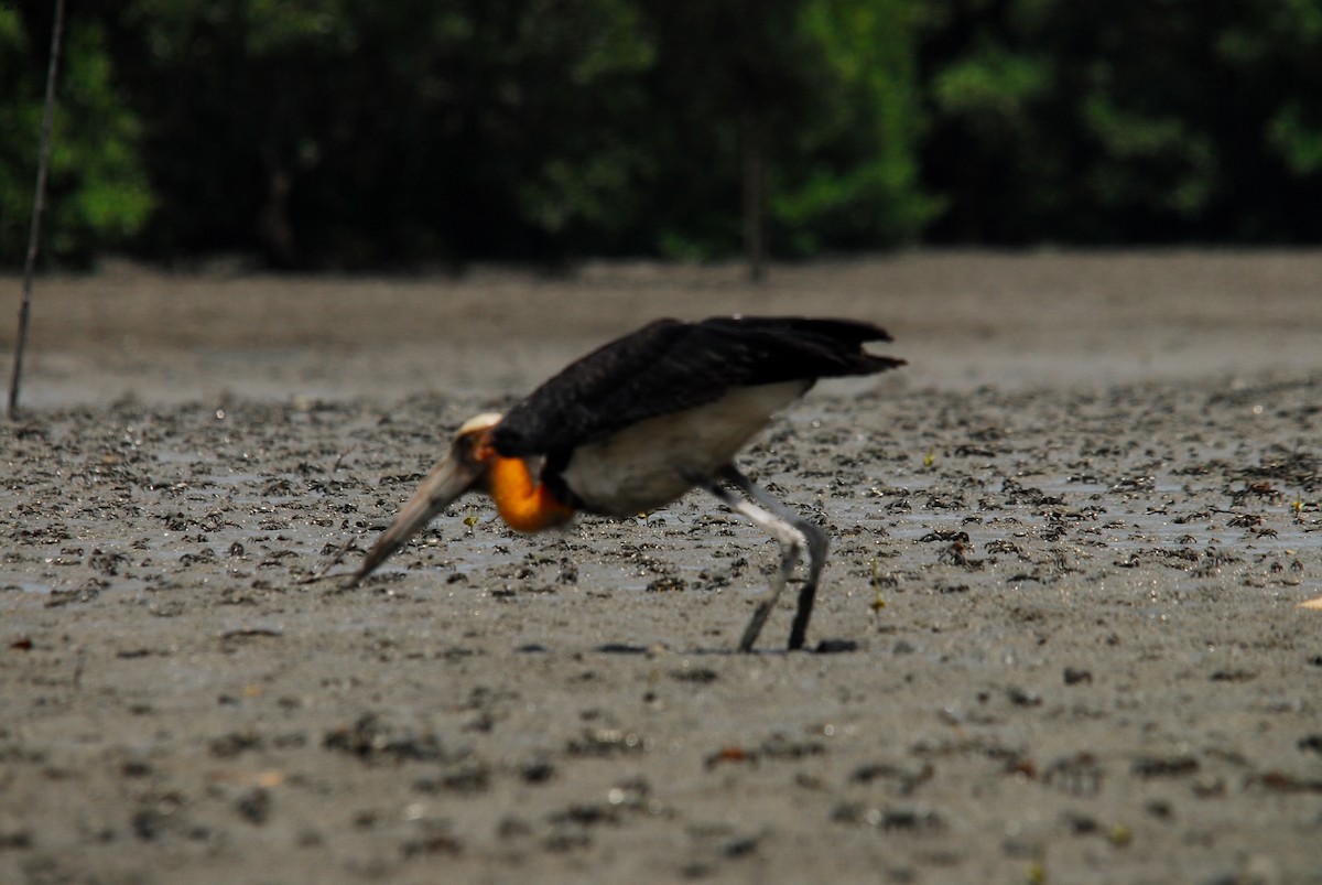 Lesser Adjutant - ML195533631