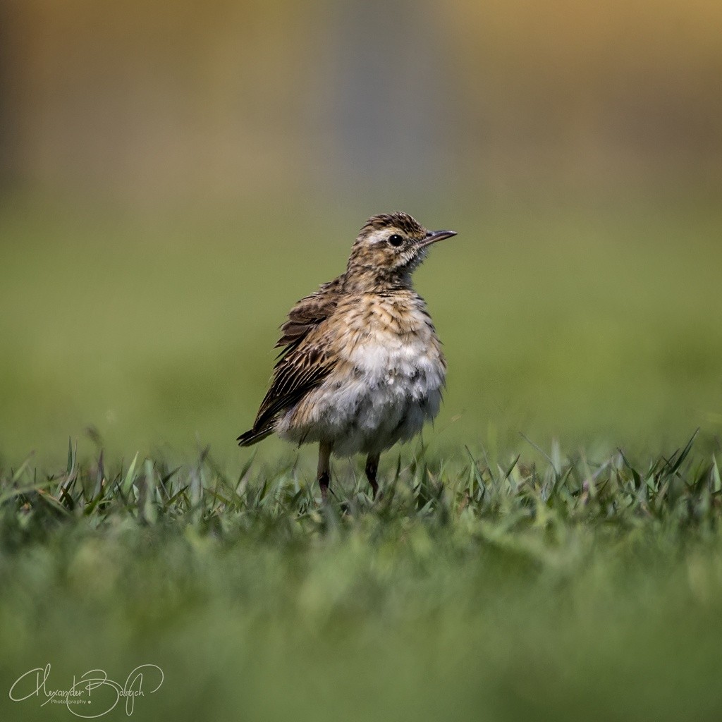Australian Pipit - ML195536091