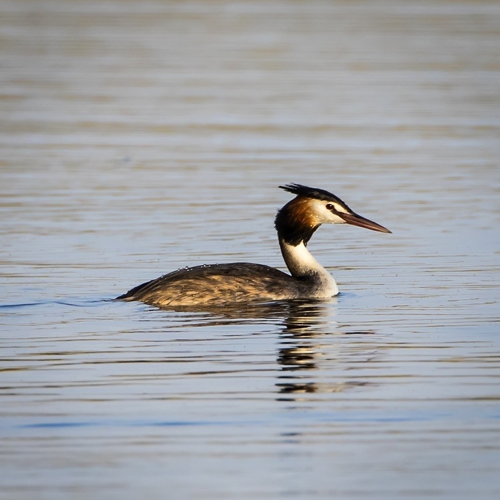 Great Crested Grebe - Alexander Babych