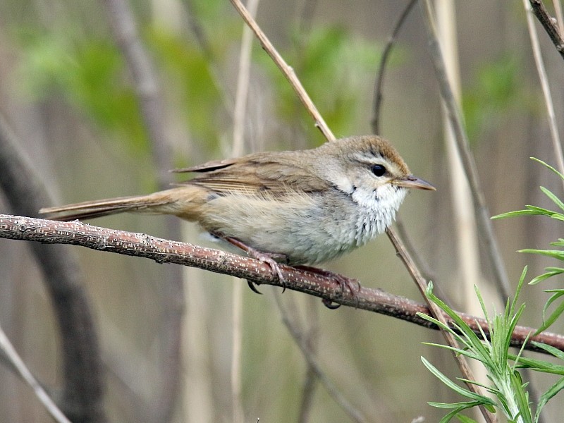 Manchurian Bush Warbler - Pavel Parkhaev