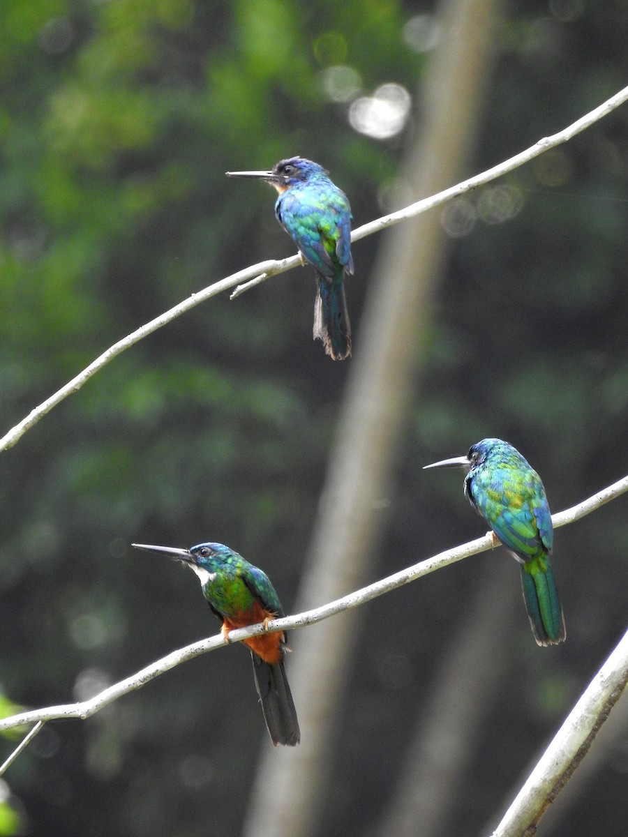 Green-tailed Jacamar - Martin Rheinheimer