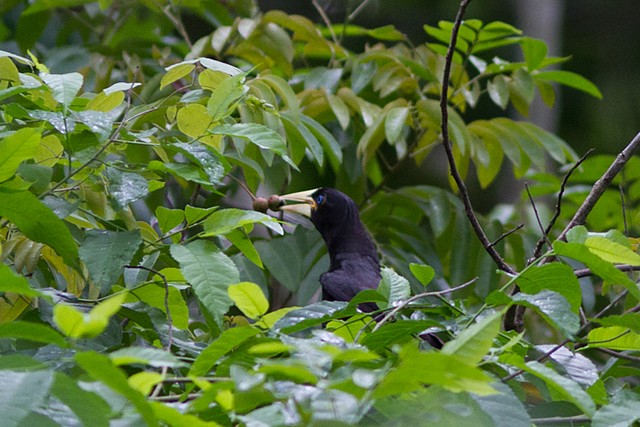 Krähenstirnvogel - ML195540311