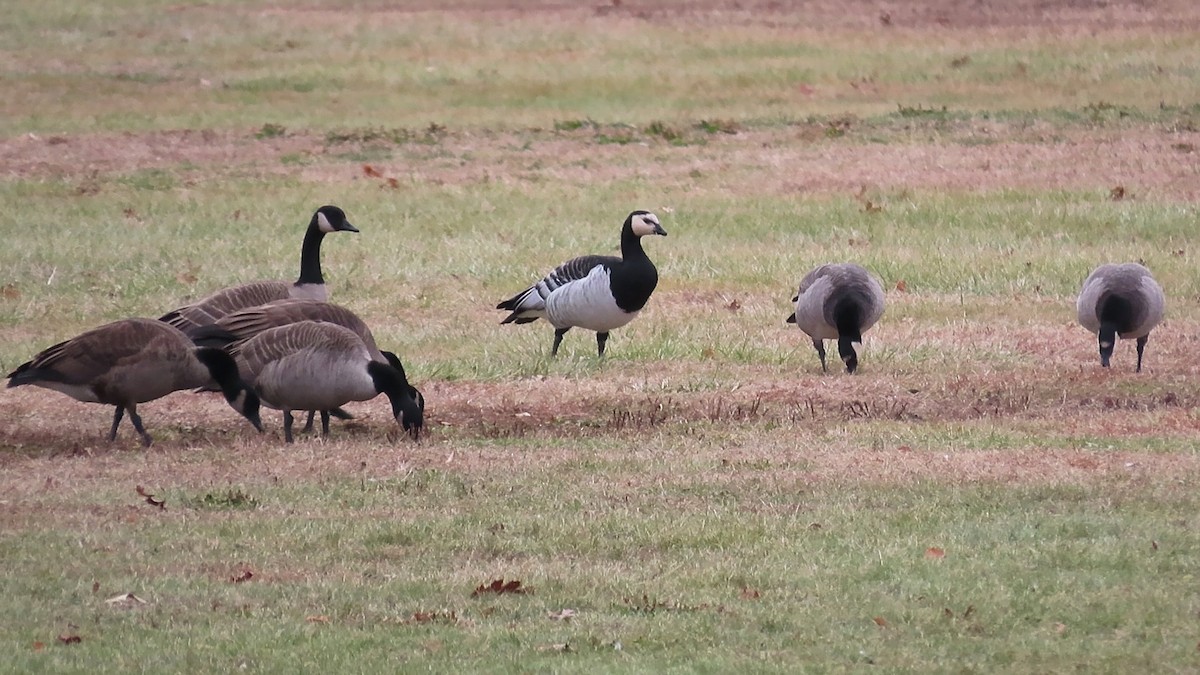 Barnacle Goose - ML195540541