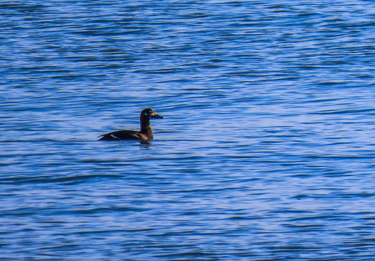 Velvet Scoter - ML195541281