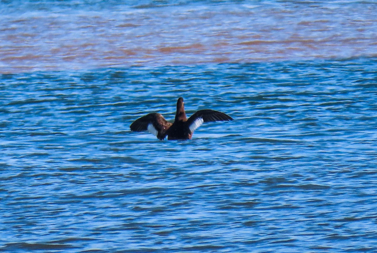 Velvet Scoter - Joan Balfagón