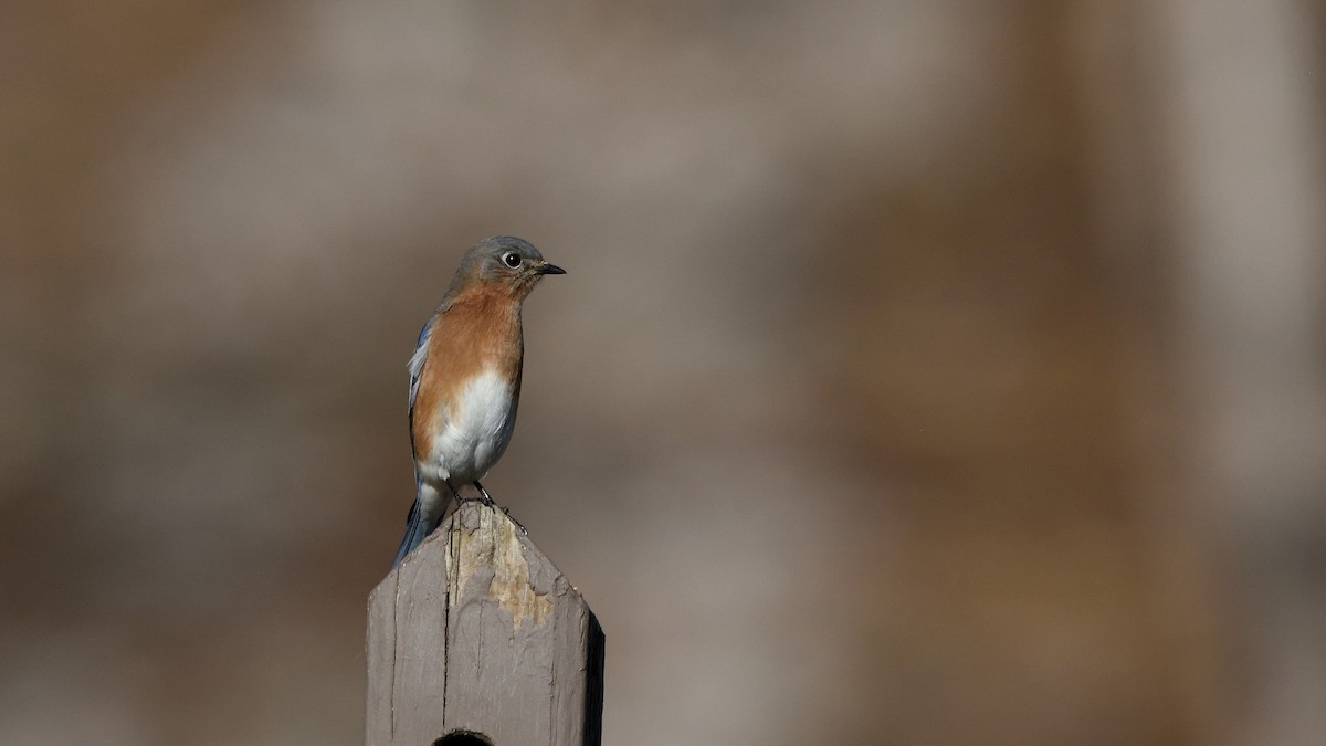 Eastern Bluebird - ML195541671