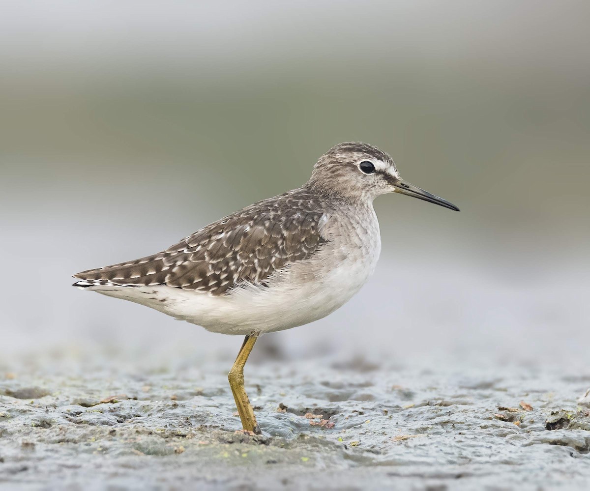 Wood Sandpiper - ML195541701