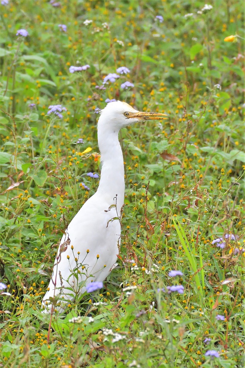 Eastern Cattle Egret - ML195541921