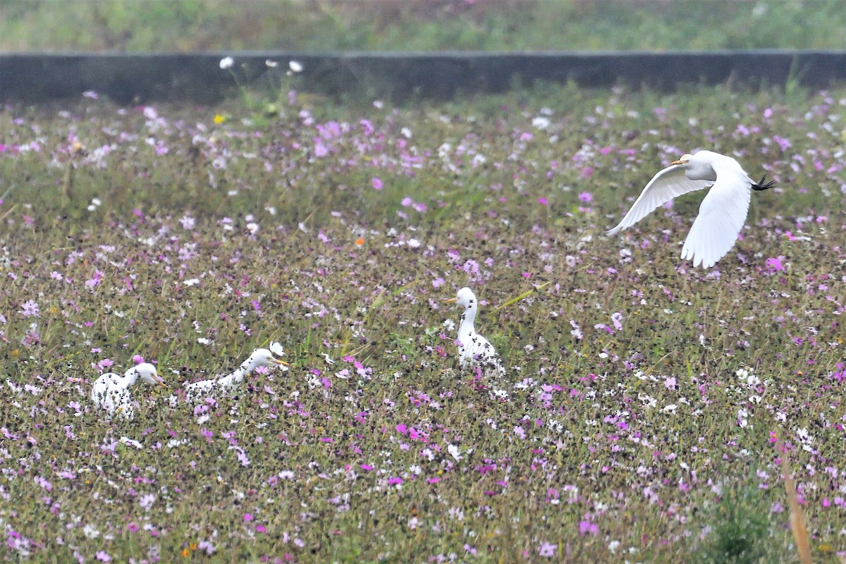 Eastern Cattle Egret - ML195541951