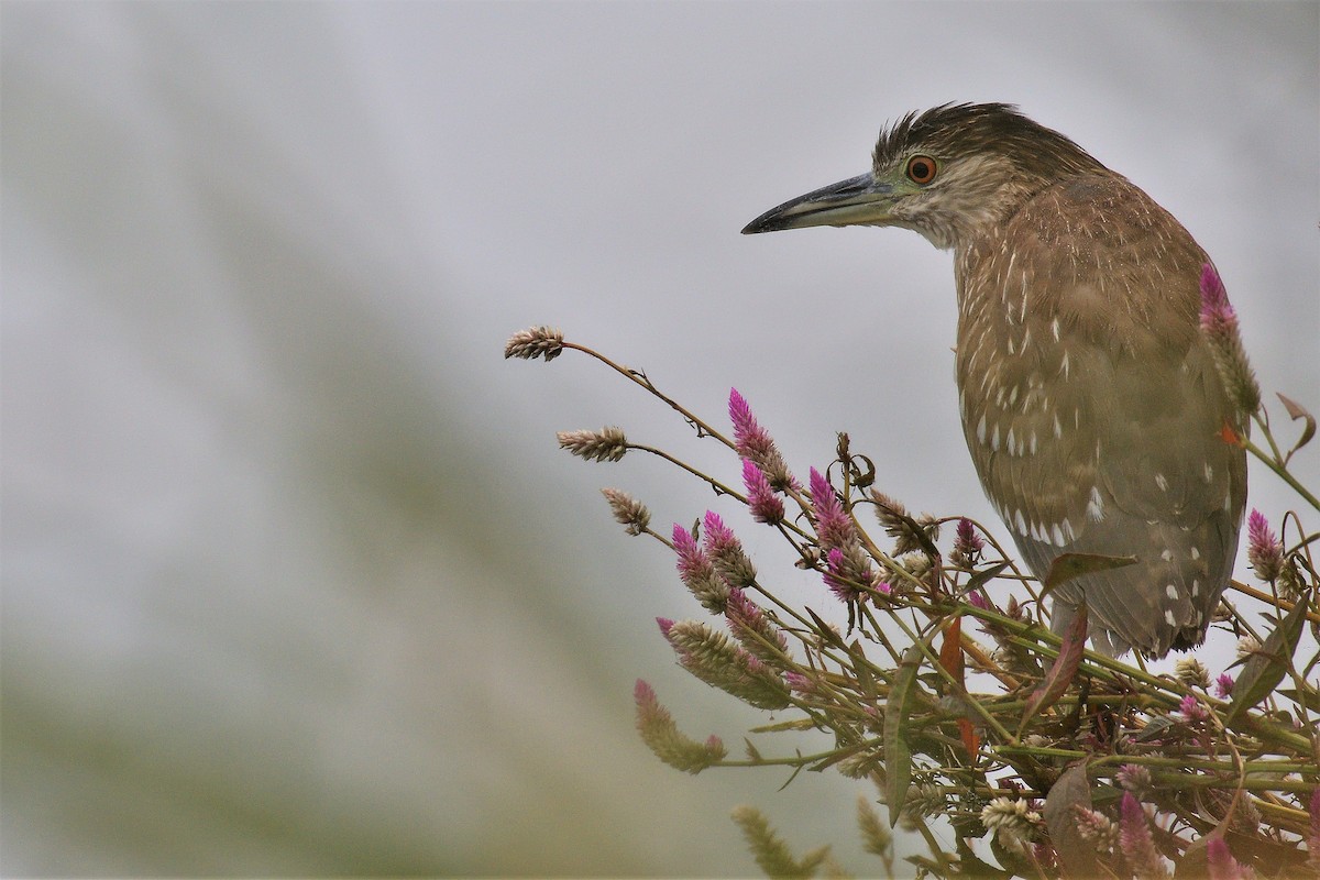 Black-crowned Night Heron - ML195542021