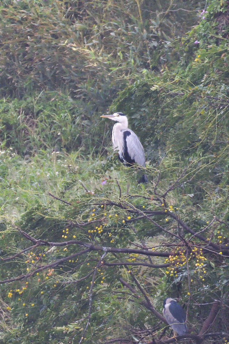 Gray Heron - ML195542031