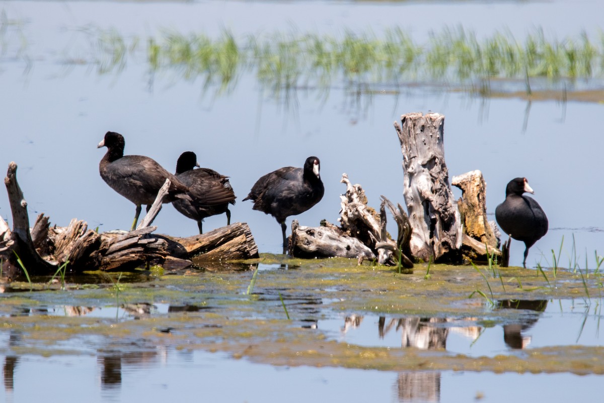 American Coot (Red-shielded) - Brad Imhoff